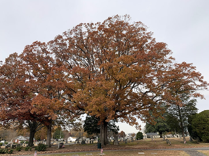 Oak Tree at Cemetery