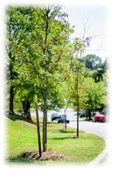 Image result for neighborhood tree